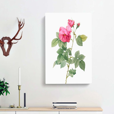 Bourbon Rose In Pink by Pierre-Joseph Redoute - Wrapped Canvas