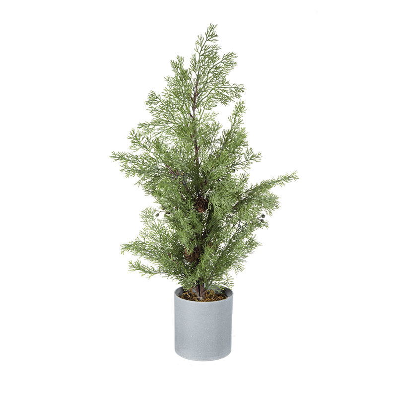 Pin en pot