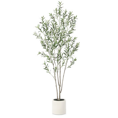 Olive Tree in Pot