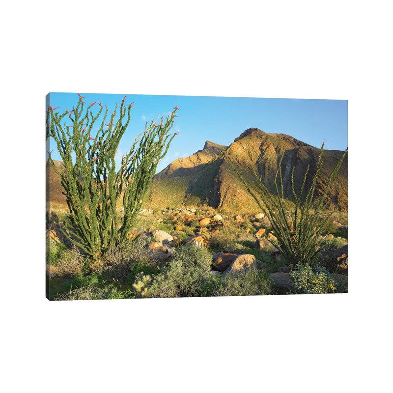 Ocotillo, Borrego Palm Canyon, Anza-Borrego Desert State Park, California 1 Piece Wrapped Canvas Wall Art