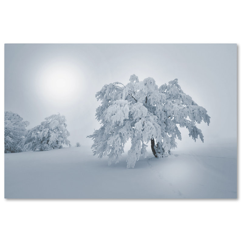 «A Cold Winter Morning» par Philippe Sainte-Laudy - reproduction de photo sur toile tendue, 16 po x 24 po