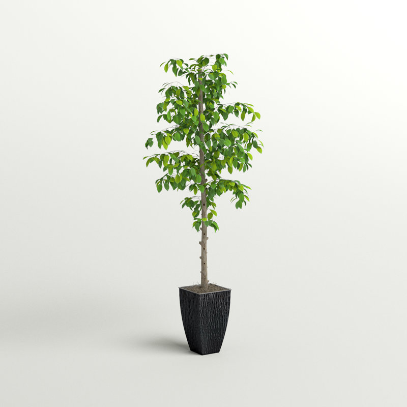 Arnavi 72'' Faux Ficus Tree in Metal Pot, Black