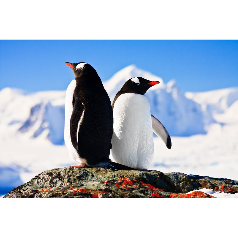 Elrosa Penguins - Wrapped Canvas Print, 61cm H x 91cm W x 3.8cm D