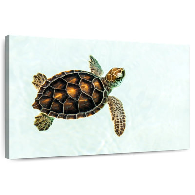 Brampt Baby Turtle