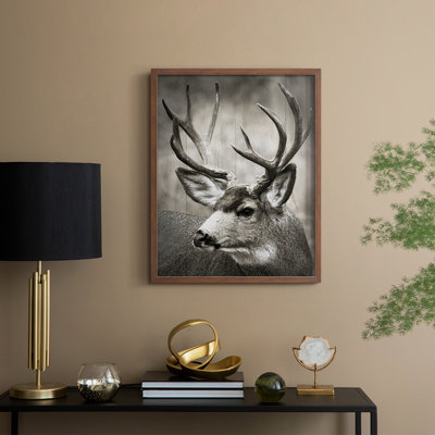 Focused Buck Framed Print - Solid Wood