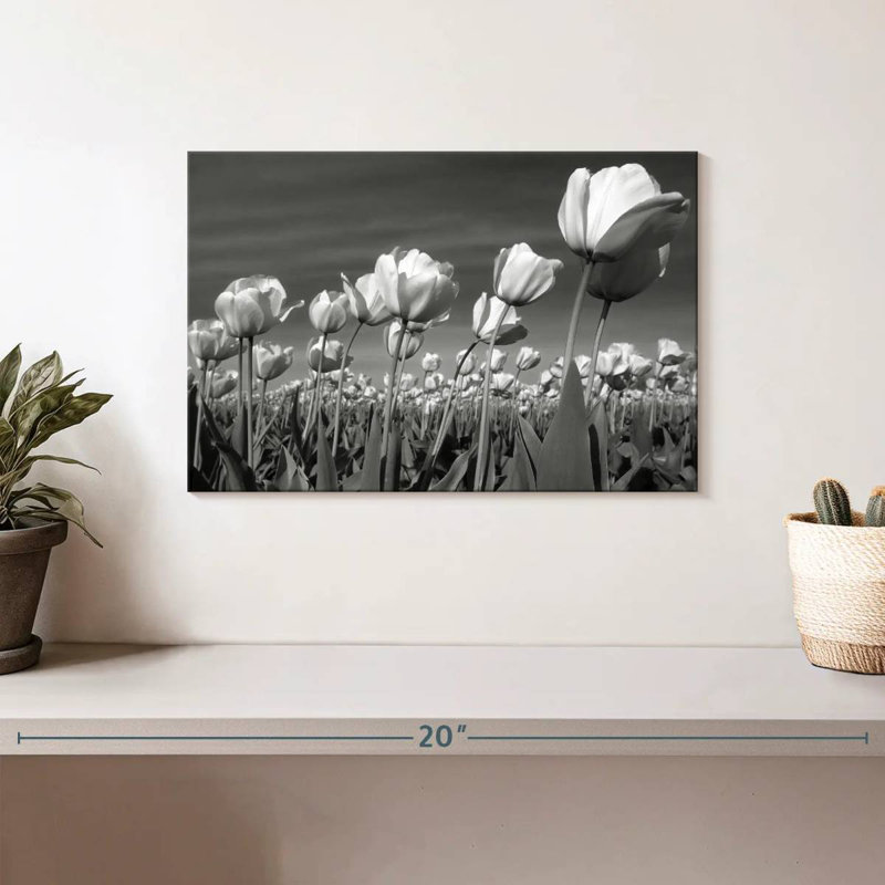 Champ de tulipes Harnek, H 8 po x l 12 po
