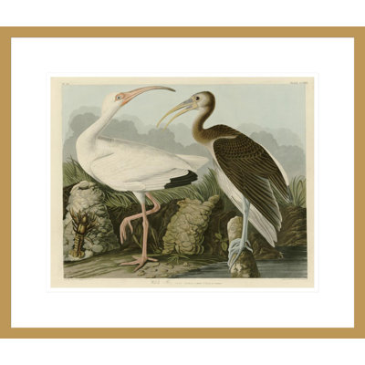 «White ibis» par John James Audubon, impression giclée sur cadre
