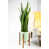 Vert clair / noyer est en rupture de stock