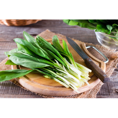Ramson Or Wild Garlic - Wrapped Canvas Print