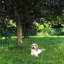 Britinee Vinyl Fence Panels