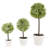 Olive Tree Tree in Pot-35176877-35176879