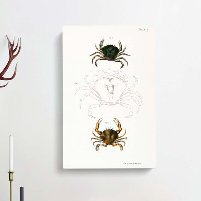Crab Illustrations PL. 5 by J.E. De Kay - Wrapped Canvas Painting