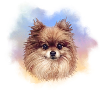Nordland " The Pomeranian Dog " by Tanyazima