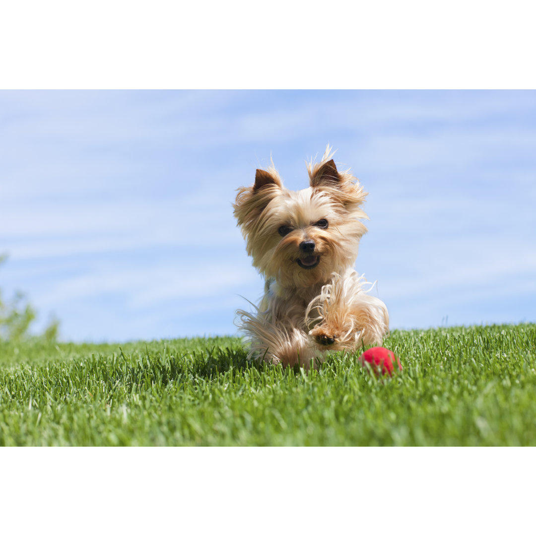 Yorkshire Terrier Hund von Liliboas - Kunstdrucke auf Leinwand ohne Rahmen