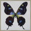 Botanical Beauty Painting-49510692