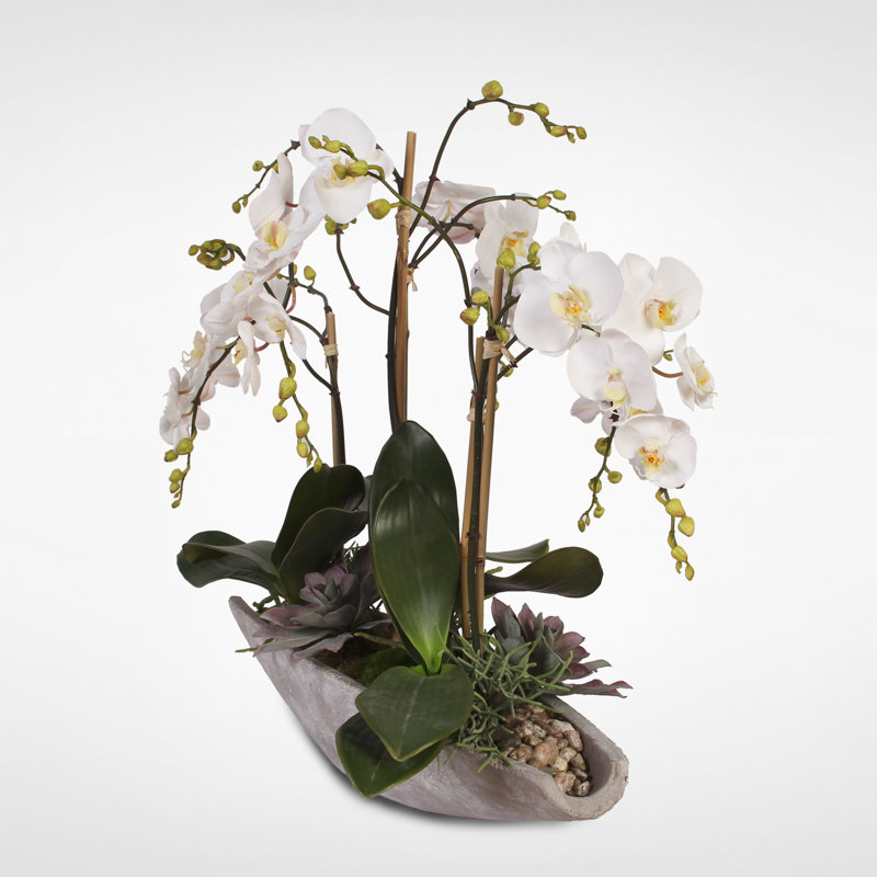 Large White Orchid and Succulent Arrangement in Stone Boat Pot