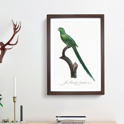 Long-Tailed Parakeet by F. Levaillant - Framed Print