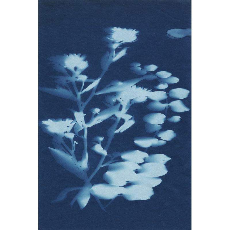 Cyanotype No.14 - Wrapped Canvas Print, 46cm H x 30cm W