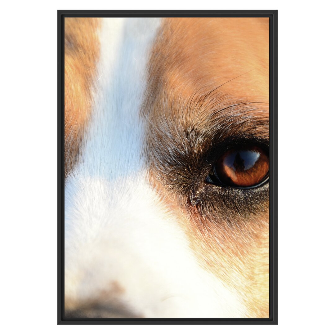 Gerahmtes Wandbild große Beagle-Augen