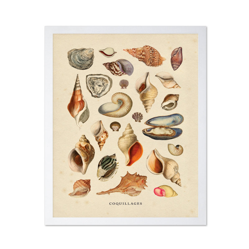 Coquillages, Poster, 24"H x 32"W, White Framed