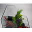 Aquarium 1 gallon AquaTerrium™