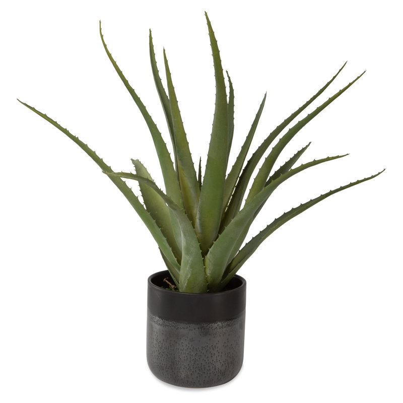 Kemel 19'' Aloe Plant in Ceramic Pot