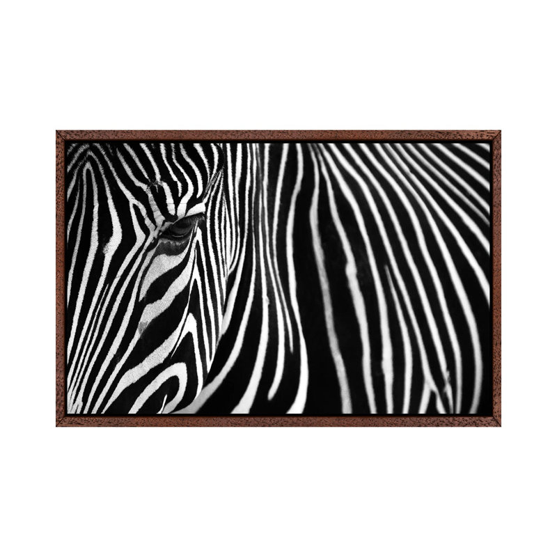 Zebra In Lisbon Zoo by Andy Mumford - Gallery-Wrapped Canvas Giclée on Canvas, 101.6 cm H x 66.04 cm W, Brown Framed Canvas