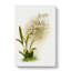 Magnolia Flowers Illustration Tab. 44 by Frederick Sander - Wrapped Canvas-55309637