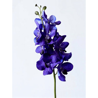 Royal Vanda Orchid Stem â€“ 27"