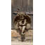 Seated Small Cherub Statue-13915275