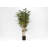 150cm Bamboo Tree in Pot