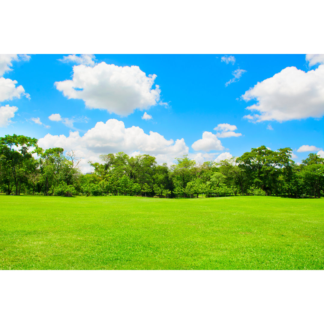 Leinwandbild Grüner Park und Baum mit blauem Himmel von 29Mokara