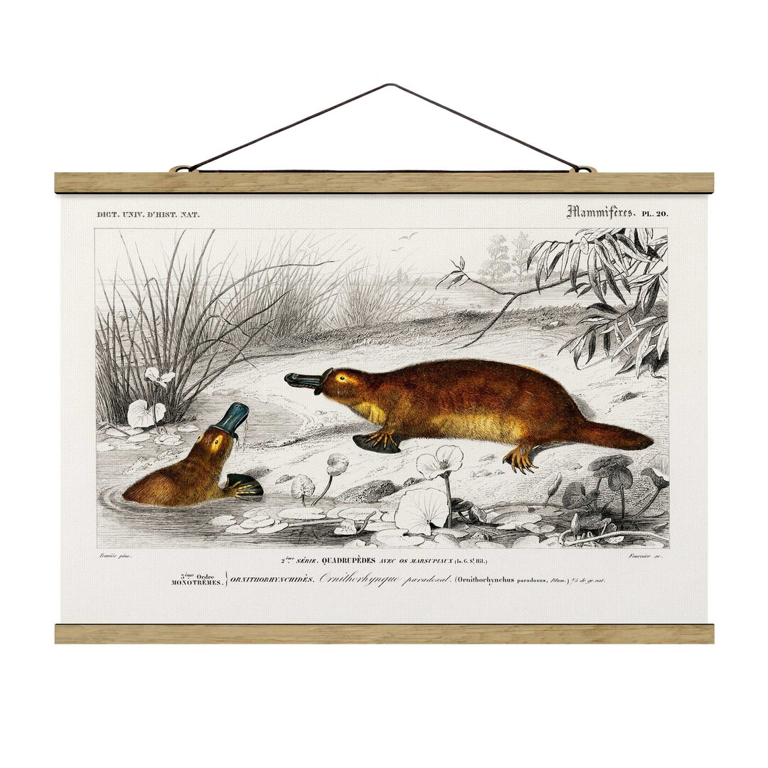 Stoffbild Vintage Educational Board Platypus