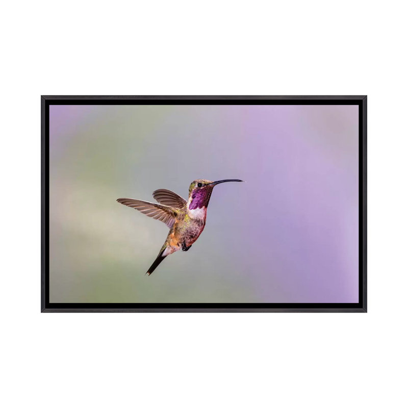 Lucifer colibri mâle planant par Larry Ditto - impression d'art graphique, H 40 po x l 60 po x 1,5 po, Non mat