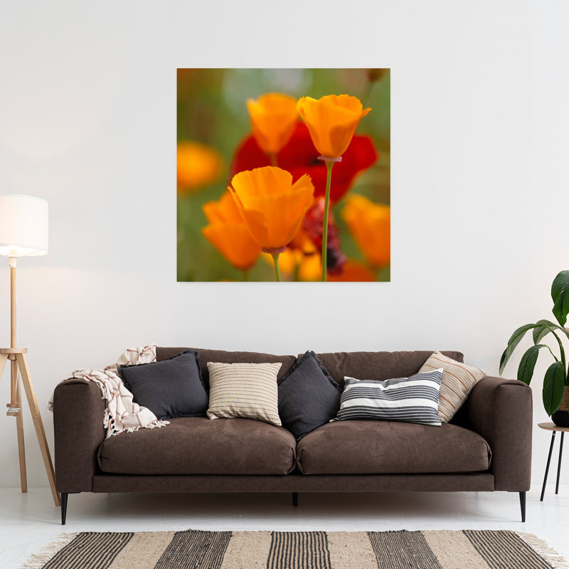 California Golden Poppies Eschscholzia californica and Corn Poppies Papaver rhoeas in a field Fidalgo Island Washington State USA 1 Piece Wrapped Canvas Wall Art