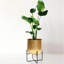 Gold Planters Large Indoor for Home Decor Dining Room