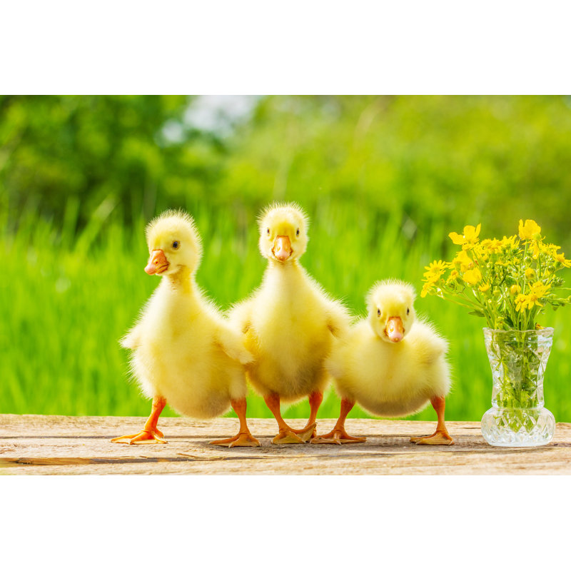 «Little Fluffy Gosling» par Nilesh Shah - photographie sur toile tendue, H 32 po x l 48 po