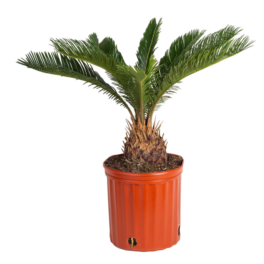 Costa Farms Indoor Cycas Sago Palm House Plant in 10-inch Grow Pot Costa Farms