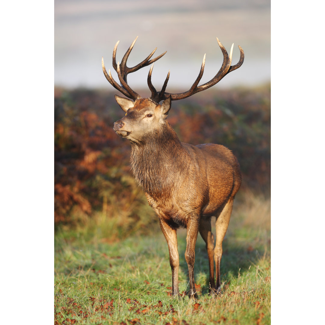 Leinwandbild Red Deer Portrait von GP232