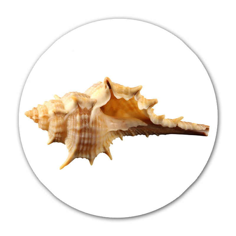 Corne de coquillage - photographie, H 24 po x l 24 po x P 2,5 po, Aluminium
