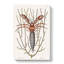 Sea Hermit Crab by Mark Catesby - Wrapped Canvas-55342247