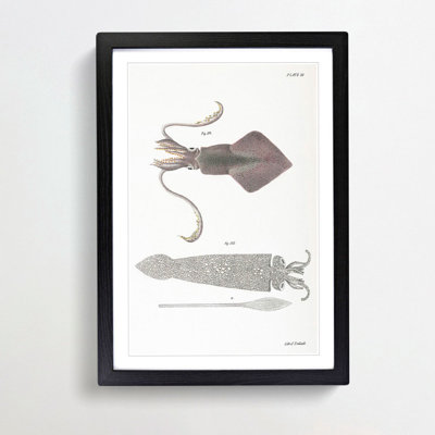 Illustrations of Squid by J.E. De Kay - Framed Print