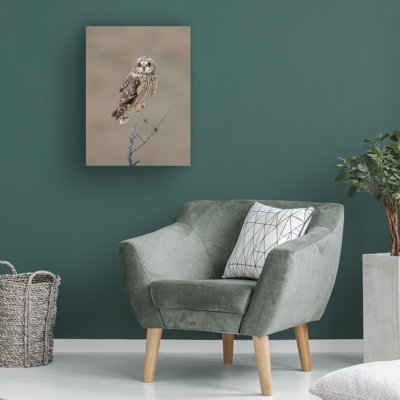 Courte chouette sur toile