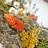 Preserved Botanical Wreath – Natural Mixed Blooms-1700930277