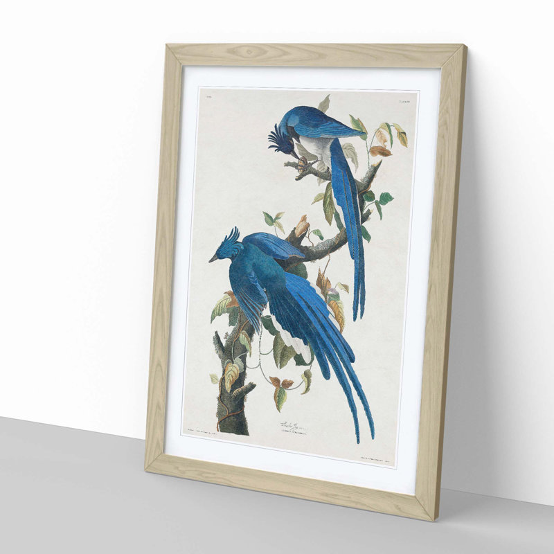Columbia Jay by John Audubon - Picture Frame Painting, Oak Framed, 65cm H x 48cm W x 2cm D
