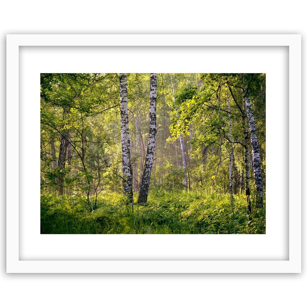 Gerahmtes Poster Birken im Wald