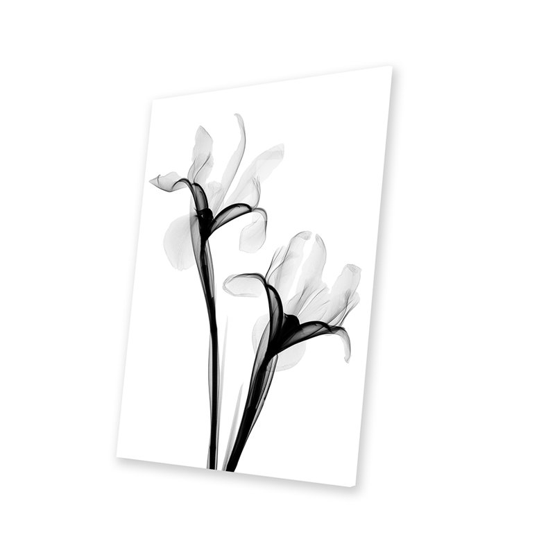 Deux iris I, impression sur verre acrylique, Blanc, H 24 po x l 16 po