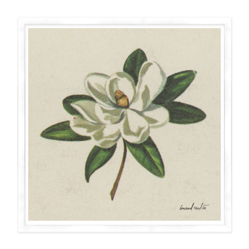 Magnolia - reproduction de cadre photo, Blanc