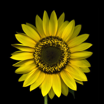 Tournesol par Ogpoto