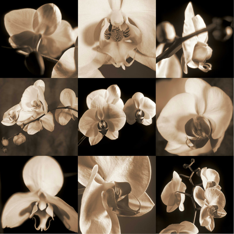 Orchid Bouquet - impression sur toile tendue, H 12 po x l 12 po